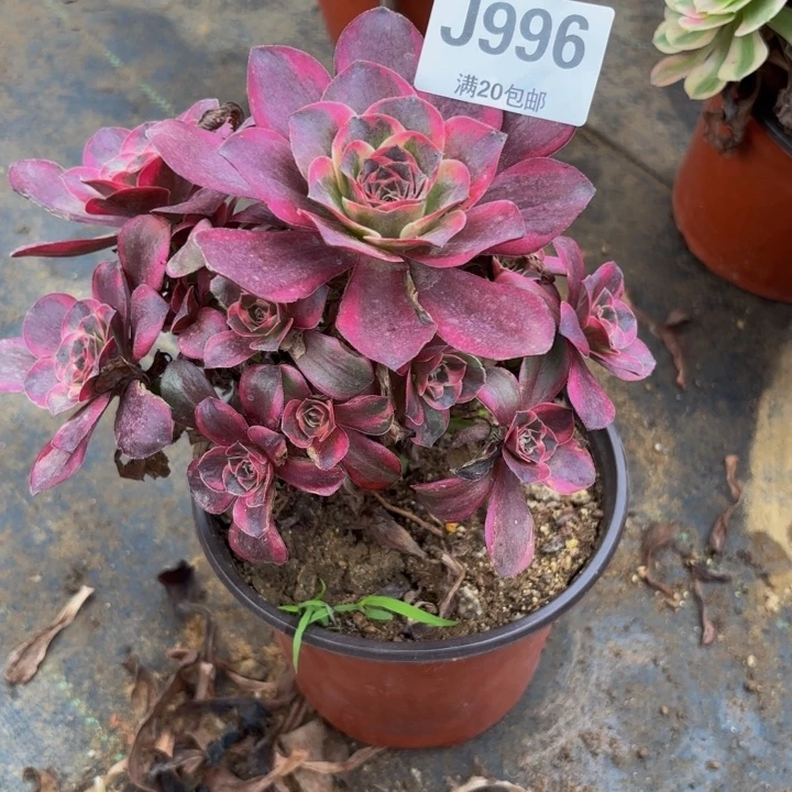 瑞妈多肉园艺996。纳福