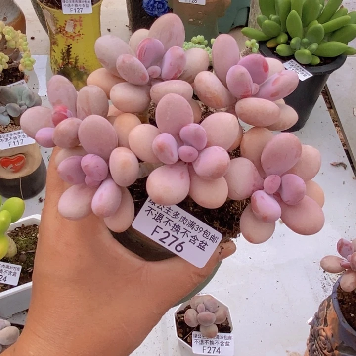 糖果桃蛋老桩12cm276多肉植物