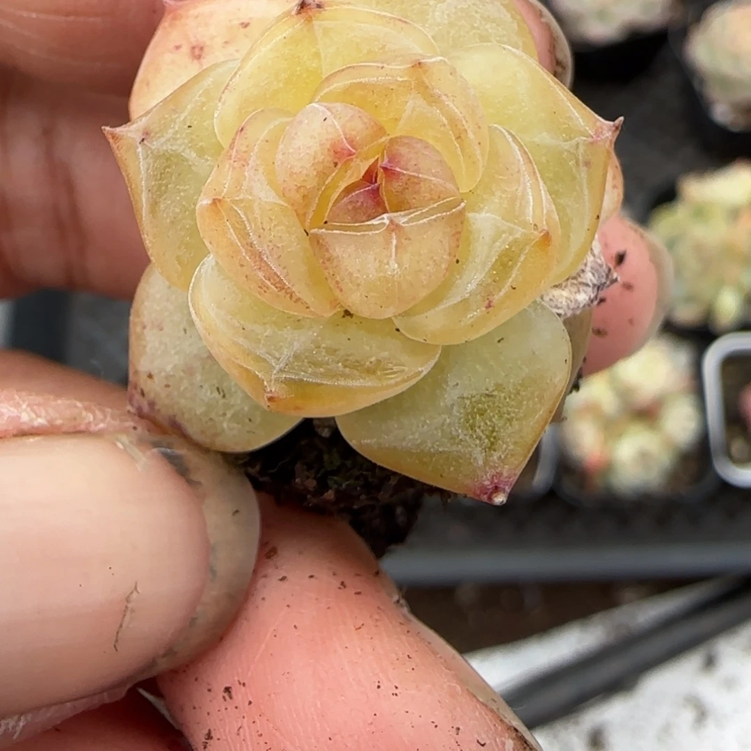 多肉小卡拉米糖心一物一拍