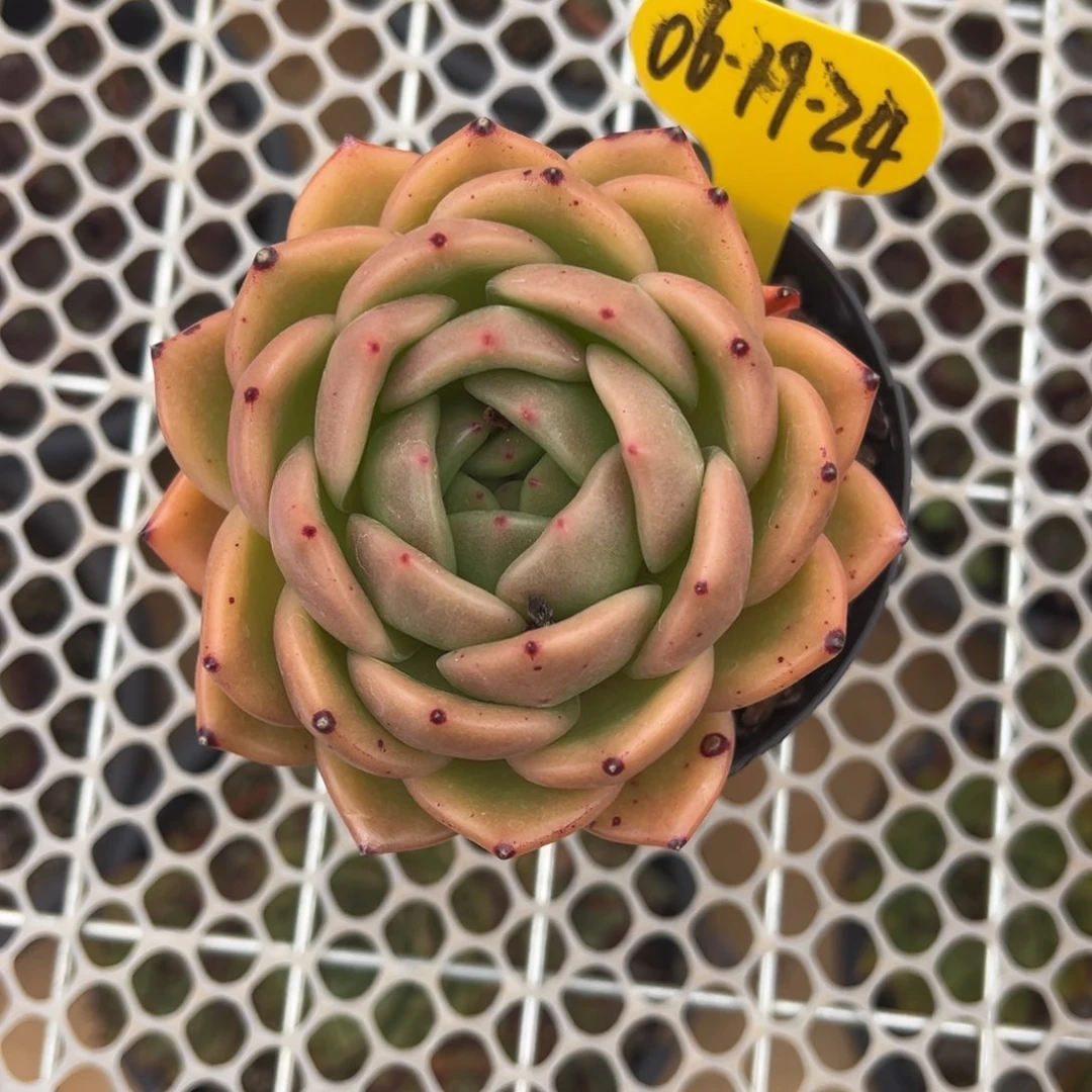 06-19-24单头东云多肉植物