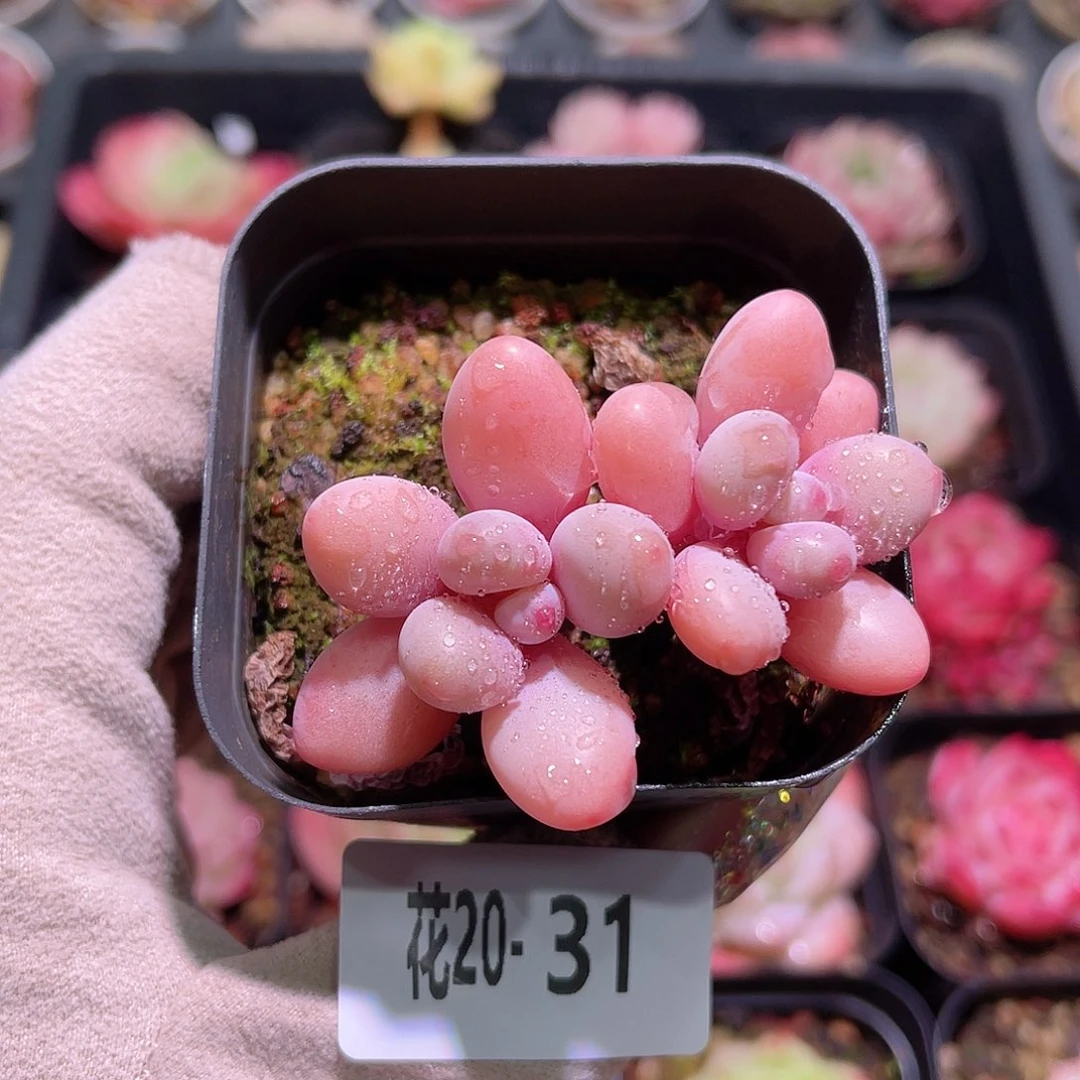 花利美20-31桃蛋双头