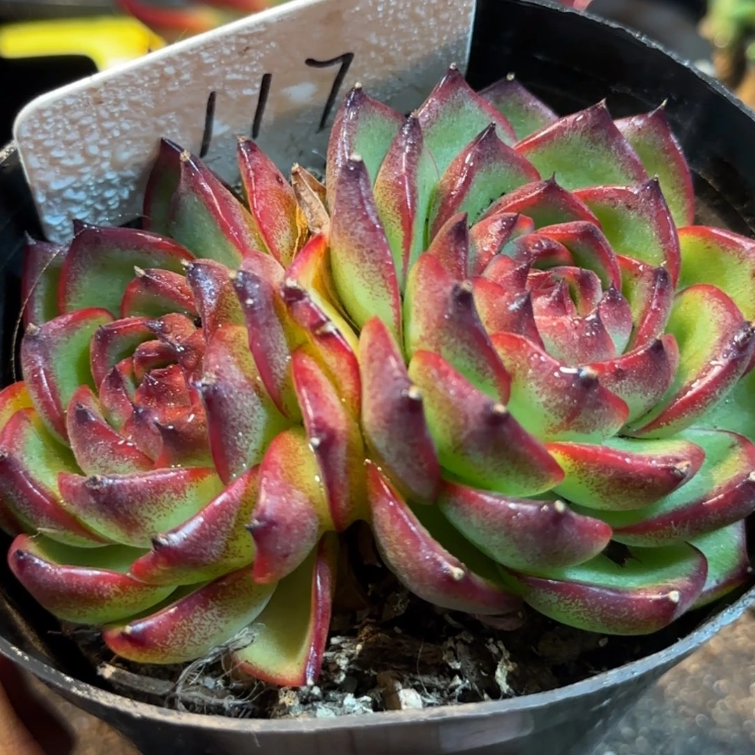 万宝龙117 一物一拍包装收缩花旱