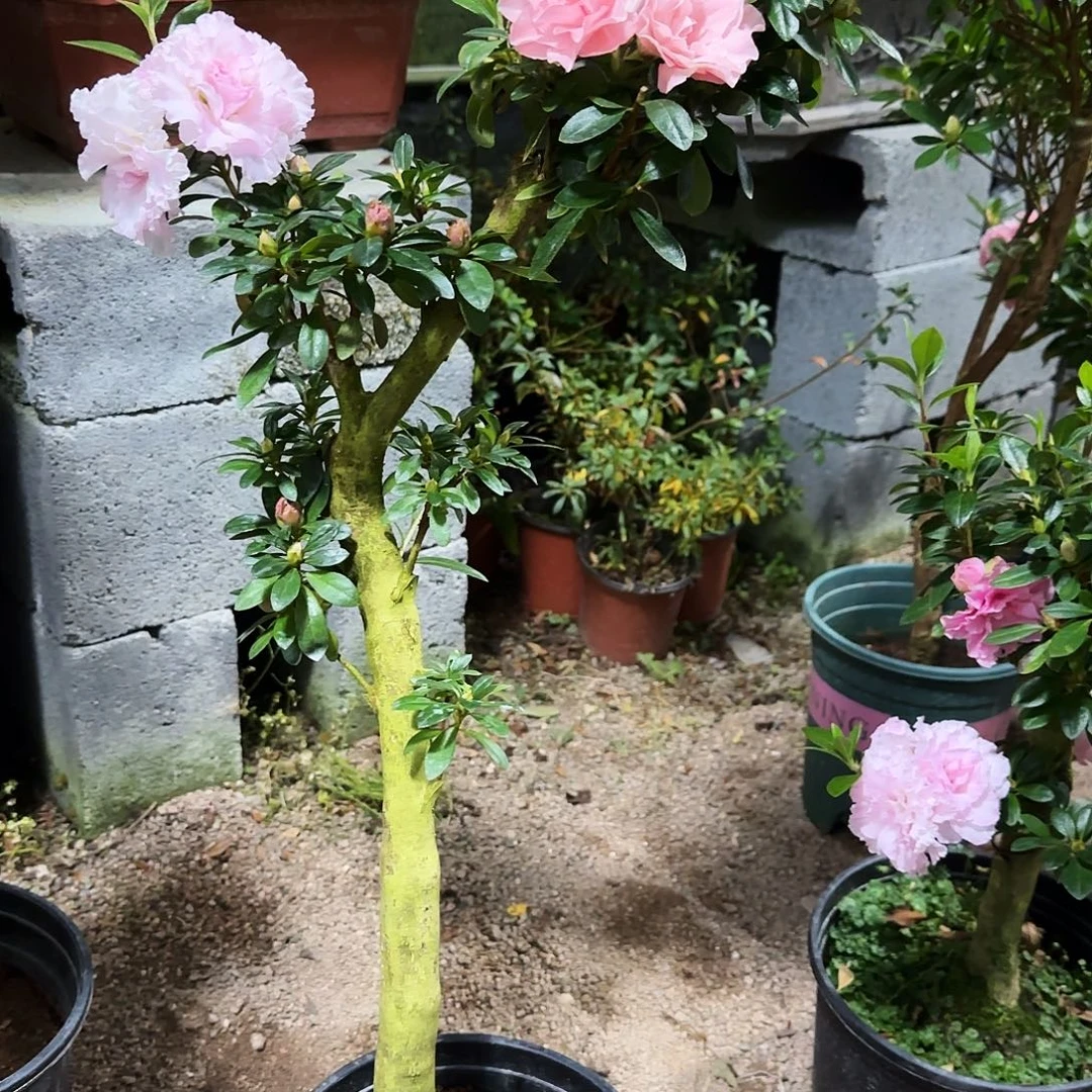 红***客无花朵杜鹃盆景老桩