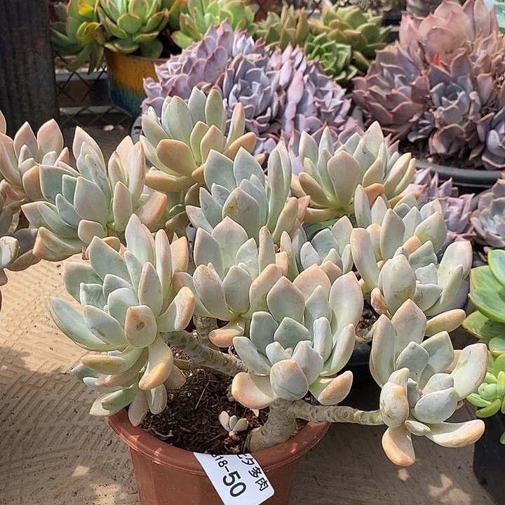 明***兰记得拍冷链冬美人50