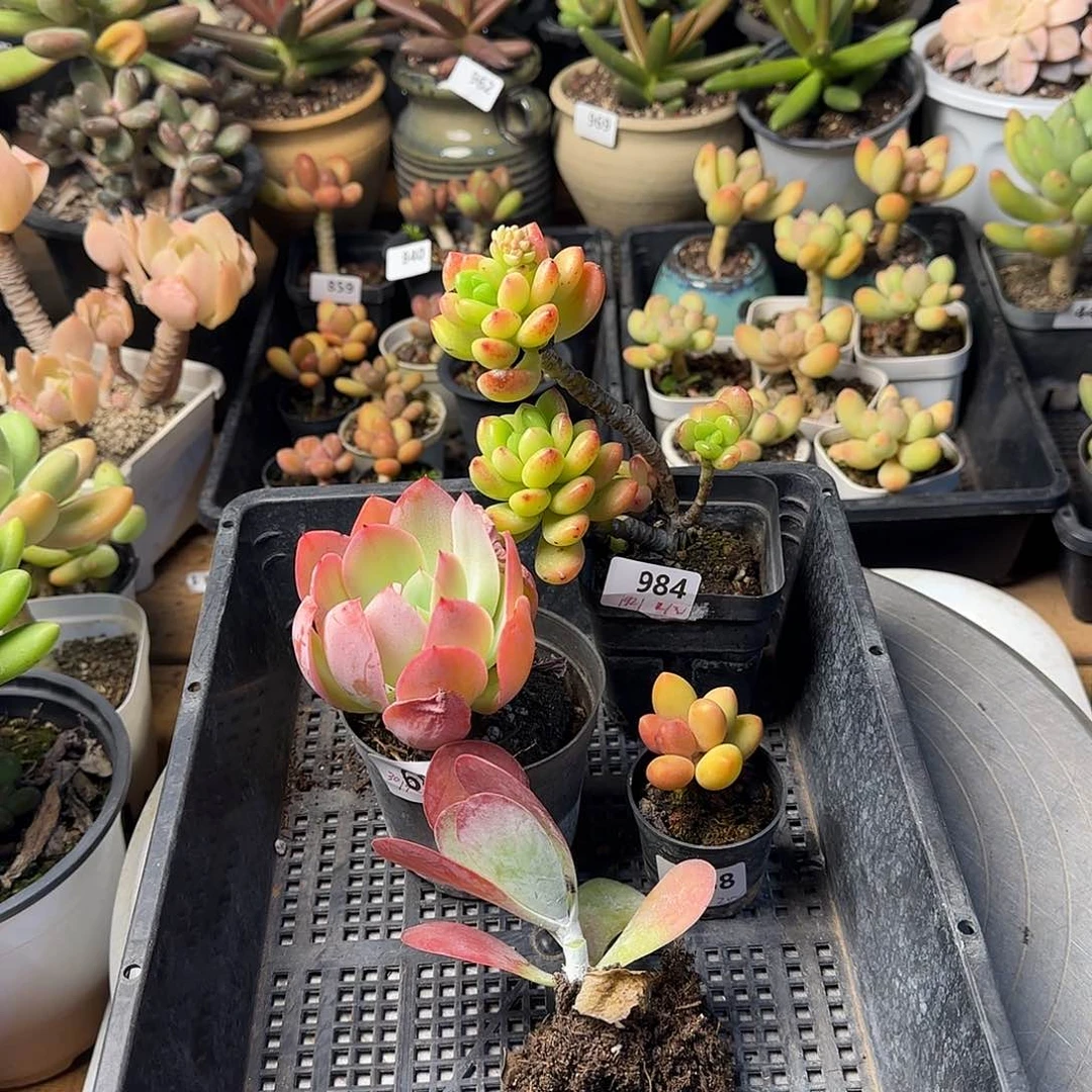 花*眠一物一拍 一框