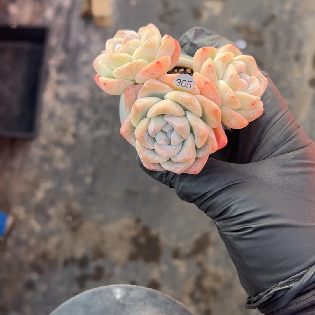 暖**欣暖暖000000000