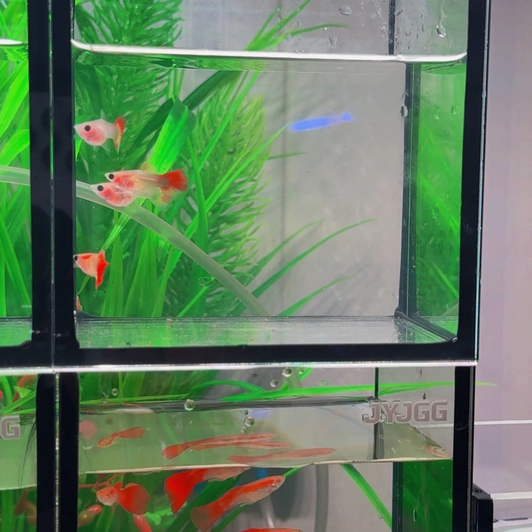 淡***风海水鱼4条装玻璃猫1组