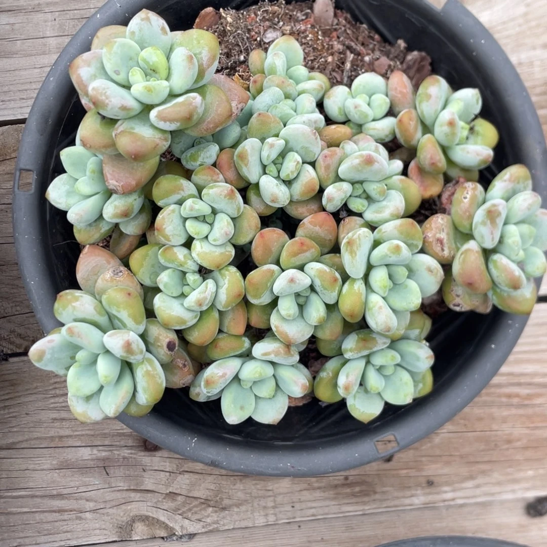 香水洛神群生无砍