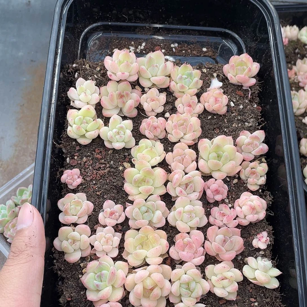 云糖心多肉植物596