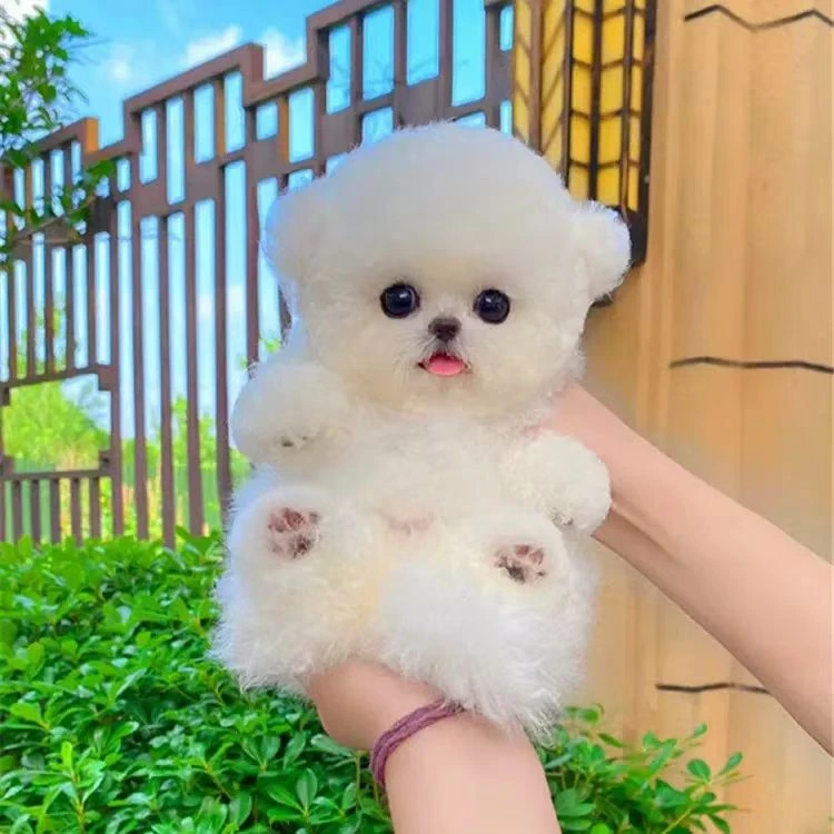 比熊泰迪马尔济斯泰迪熊陪伴犬小型犬家养小体宠物狗