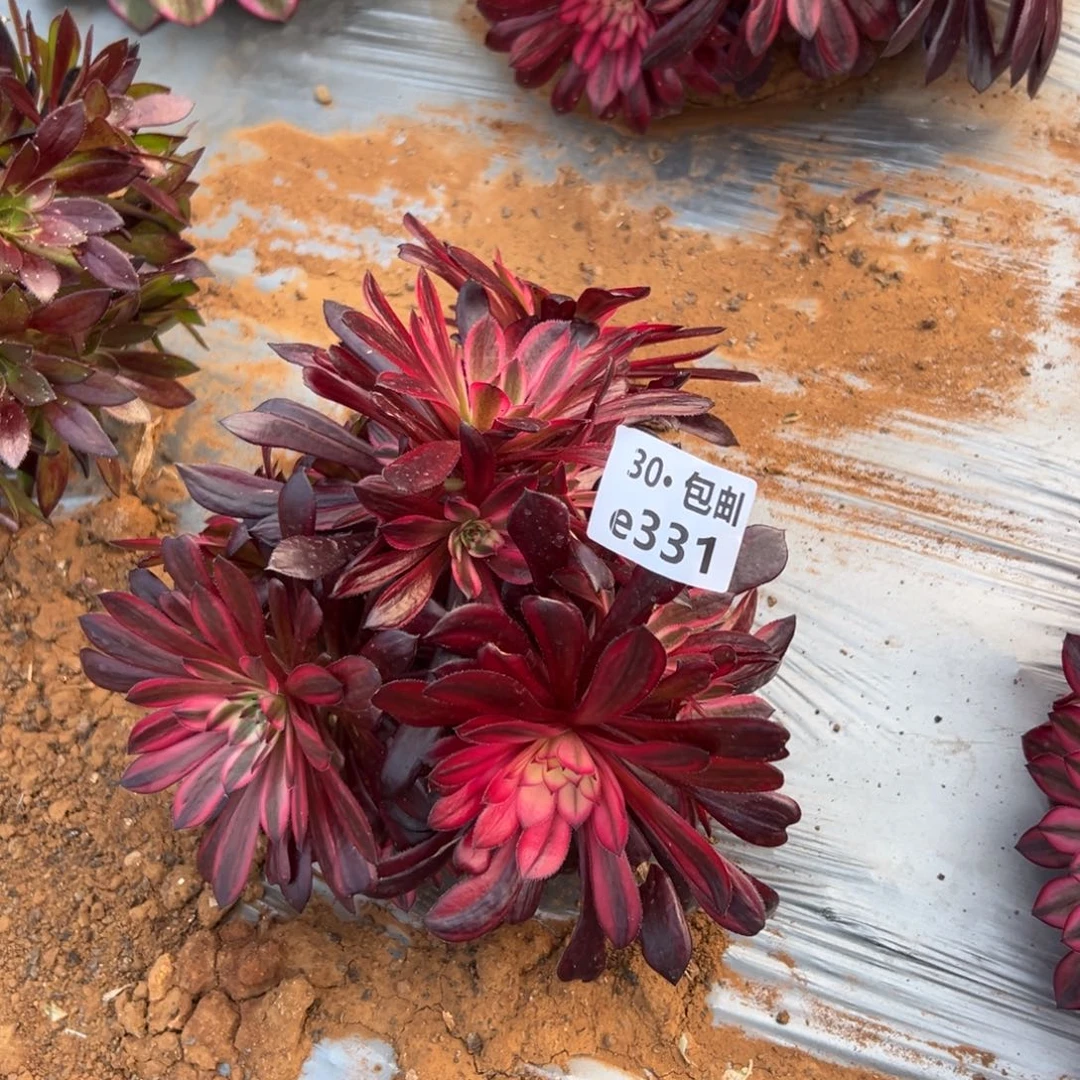 331 黑铜白多肉法师