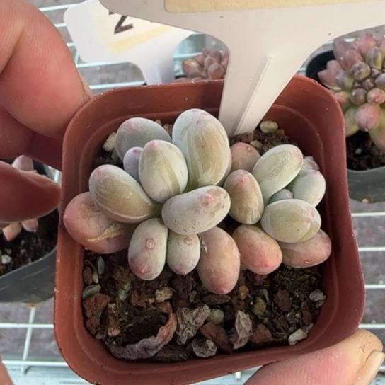 227苹果奶一物一拍多肉