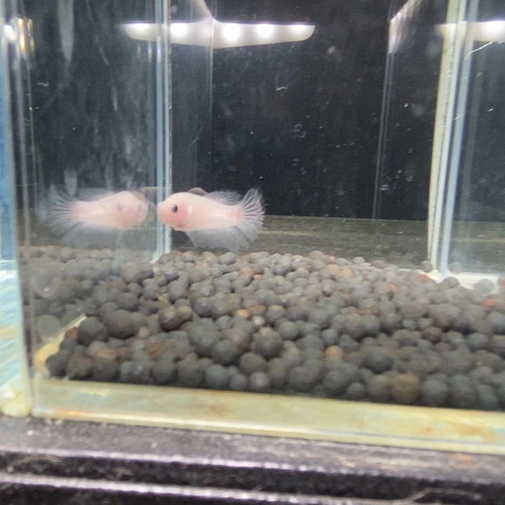 斗鱼泰国斗鱼102号