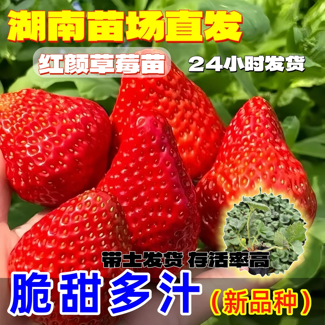 草莓苗脆甜多汁口感好新鲜带土发货水果秧苗脆甜爽口高产草莓秧苗