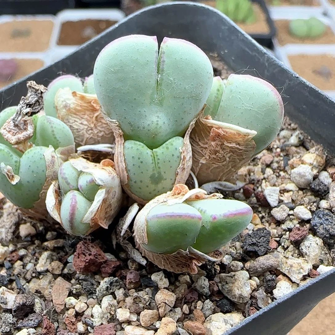 开播福利来啦39679