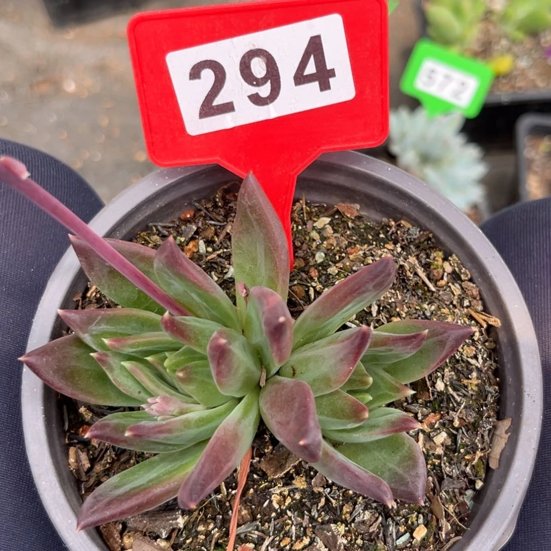 紫泡泡多肉植物294