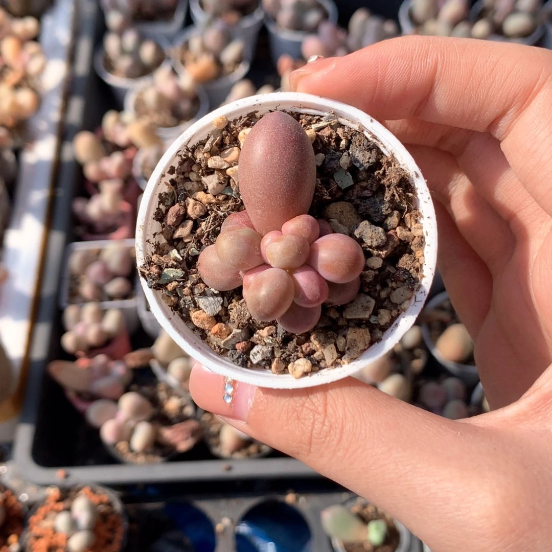 糖果糖果糖果叶插群生多肉