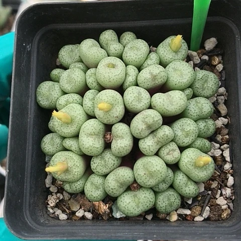 多肉肉锥 小麻团