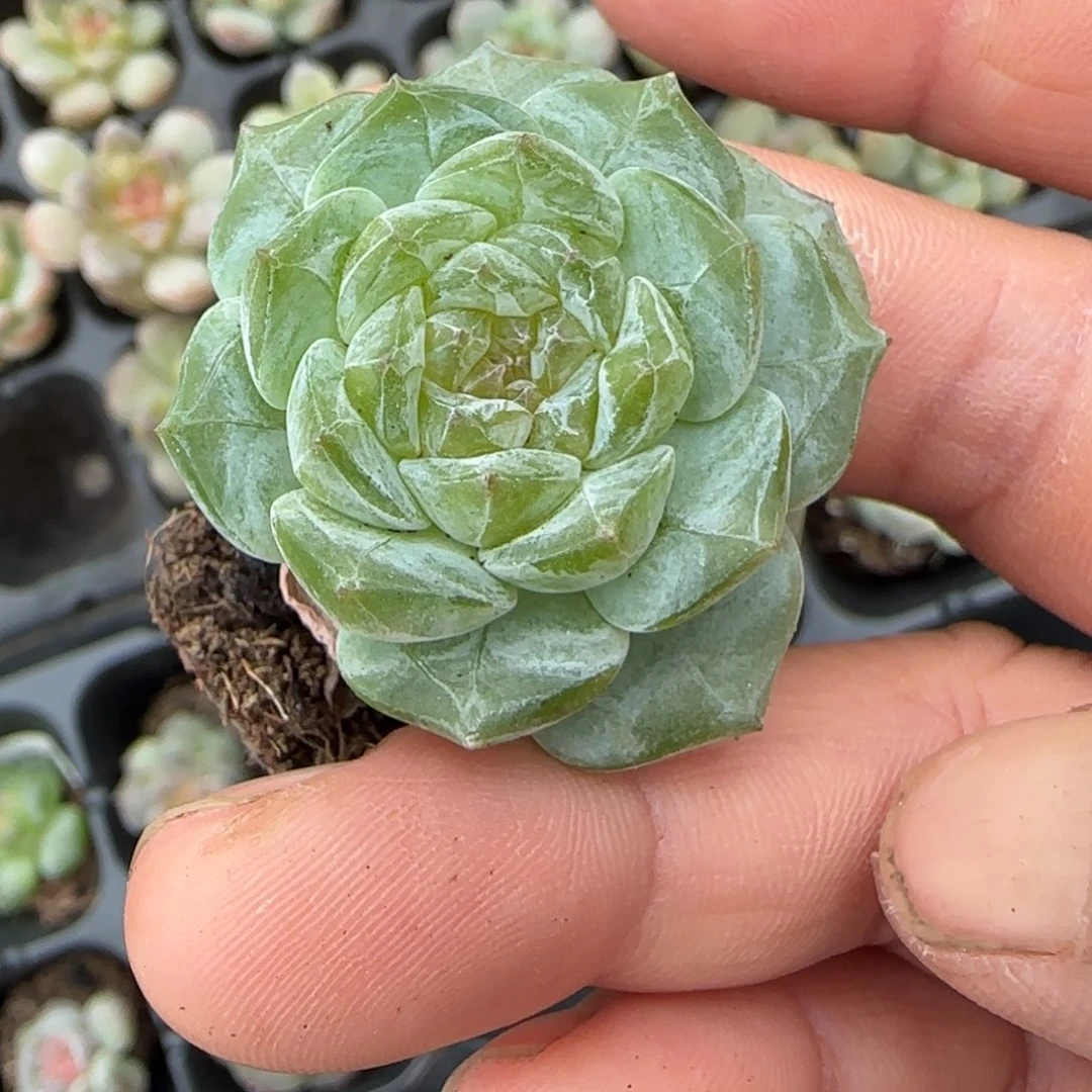 18-57小卡拉米糖心一物一拍