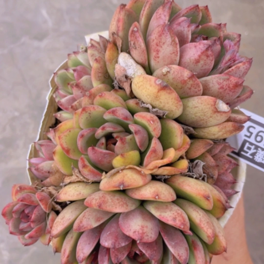 【闪购商品】蓝莓1695