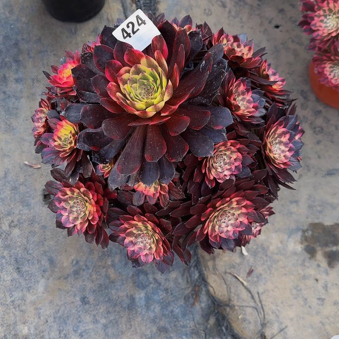 烟花一颗特价424