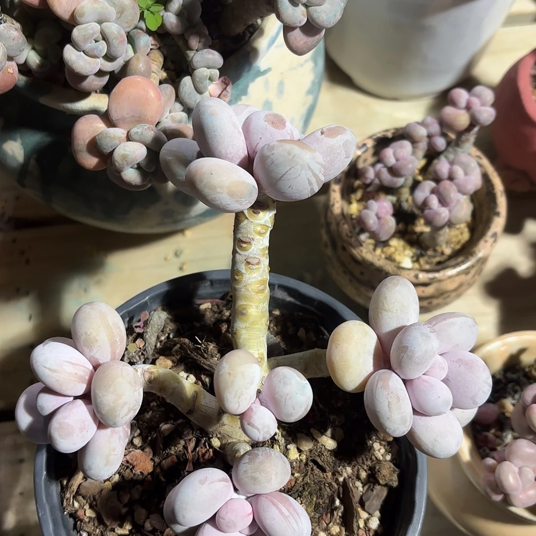 胭脂精品多肉彩虹奶033