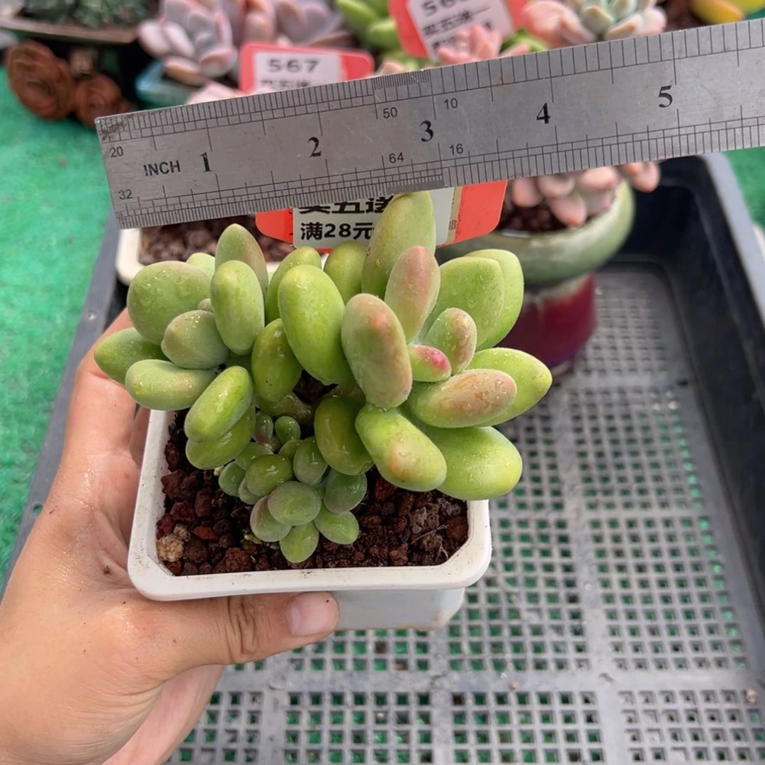表妹精品多肉植物569.
