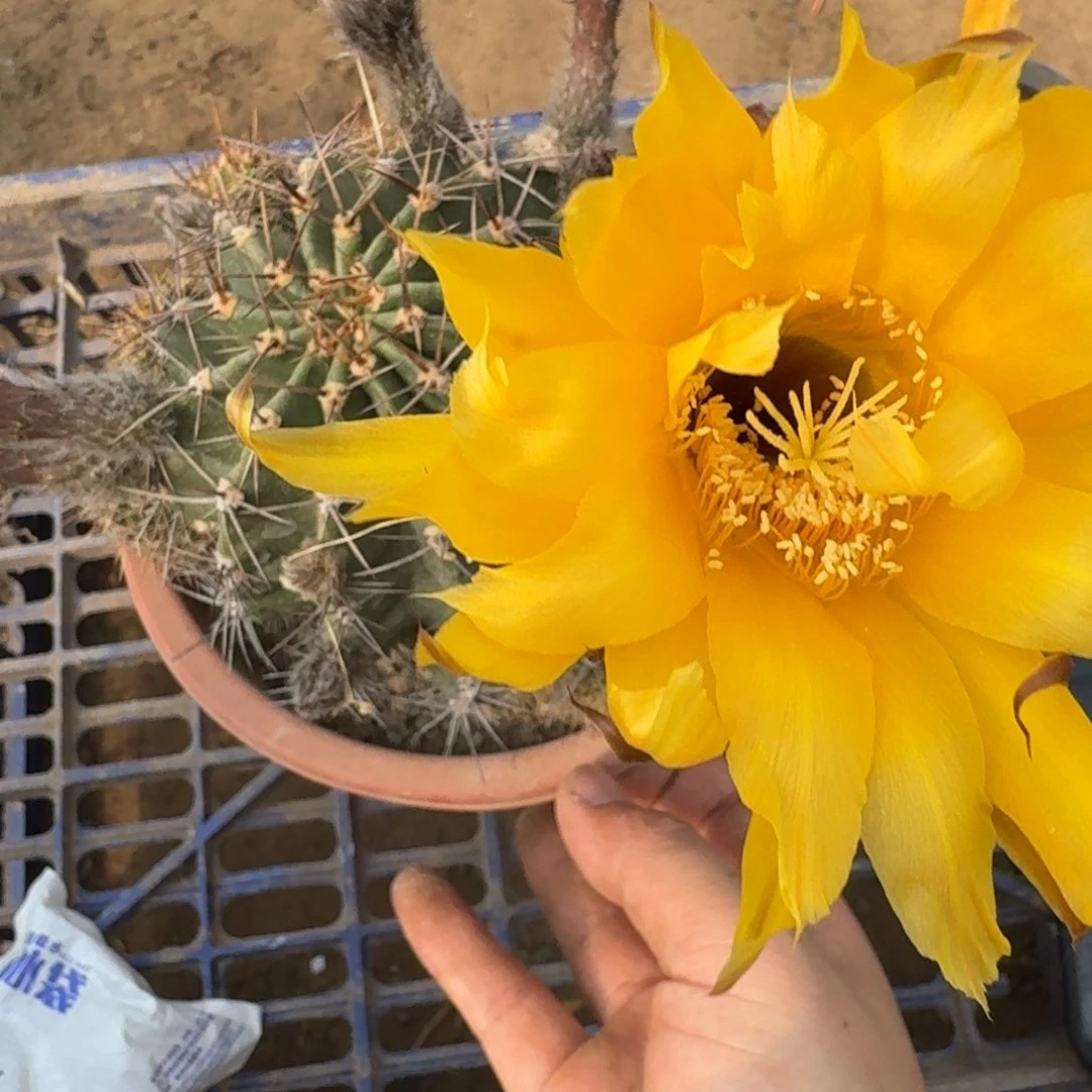 487彩草根脱盆脱土掰花发货，20包邮