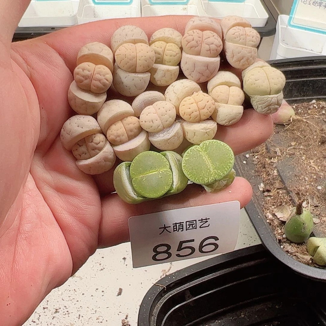 0000056 一物一拍……