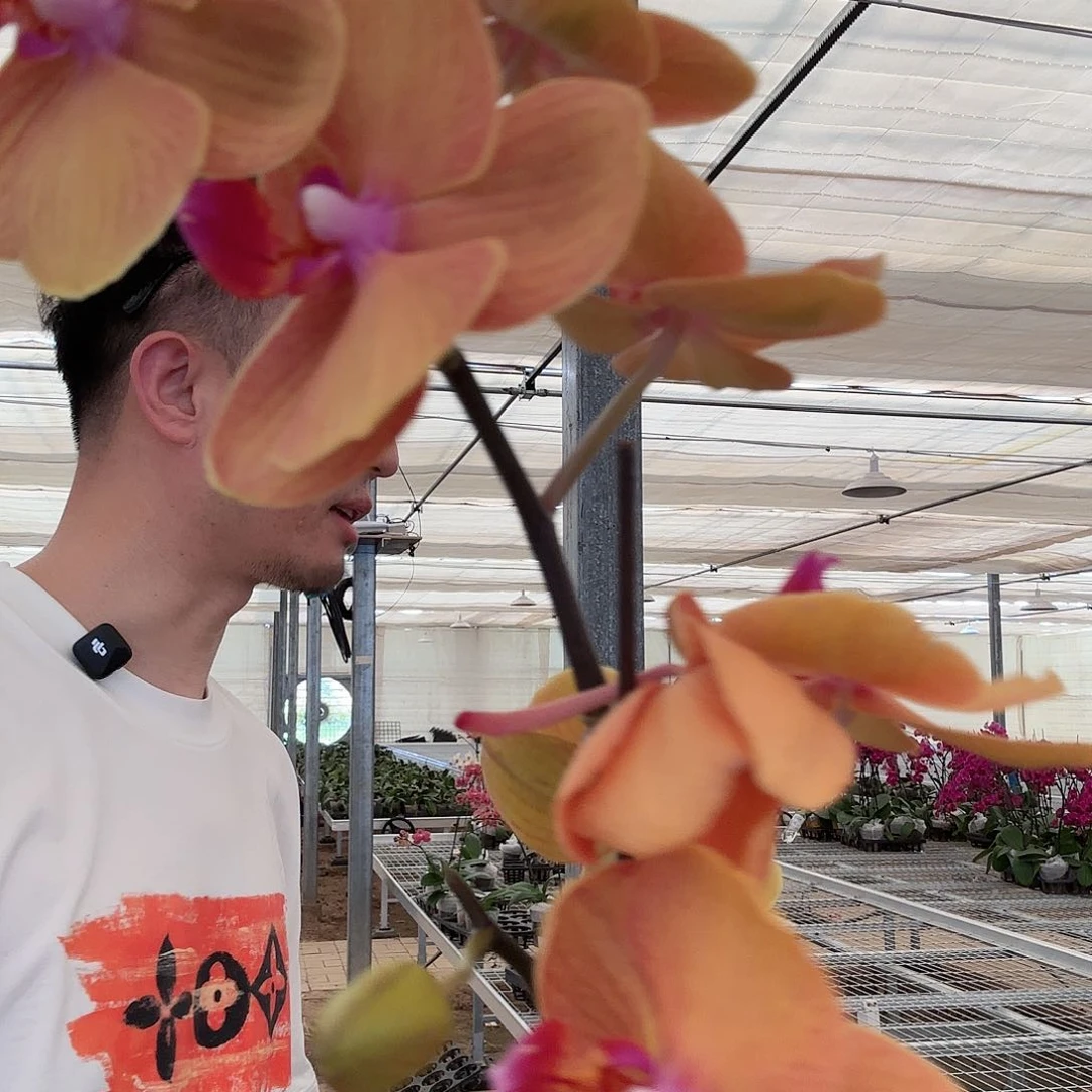 完全开放波洛尼亚