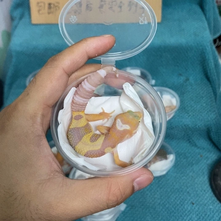 豹纹守宫川普橘白
