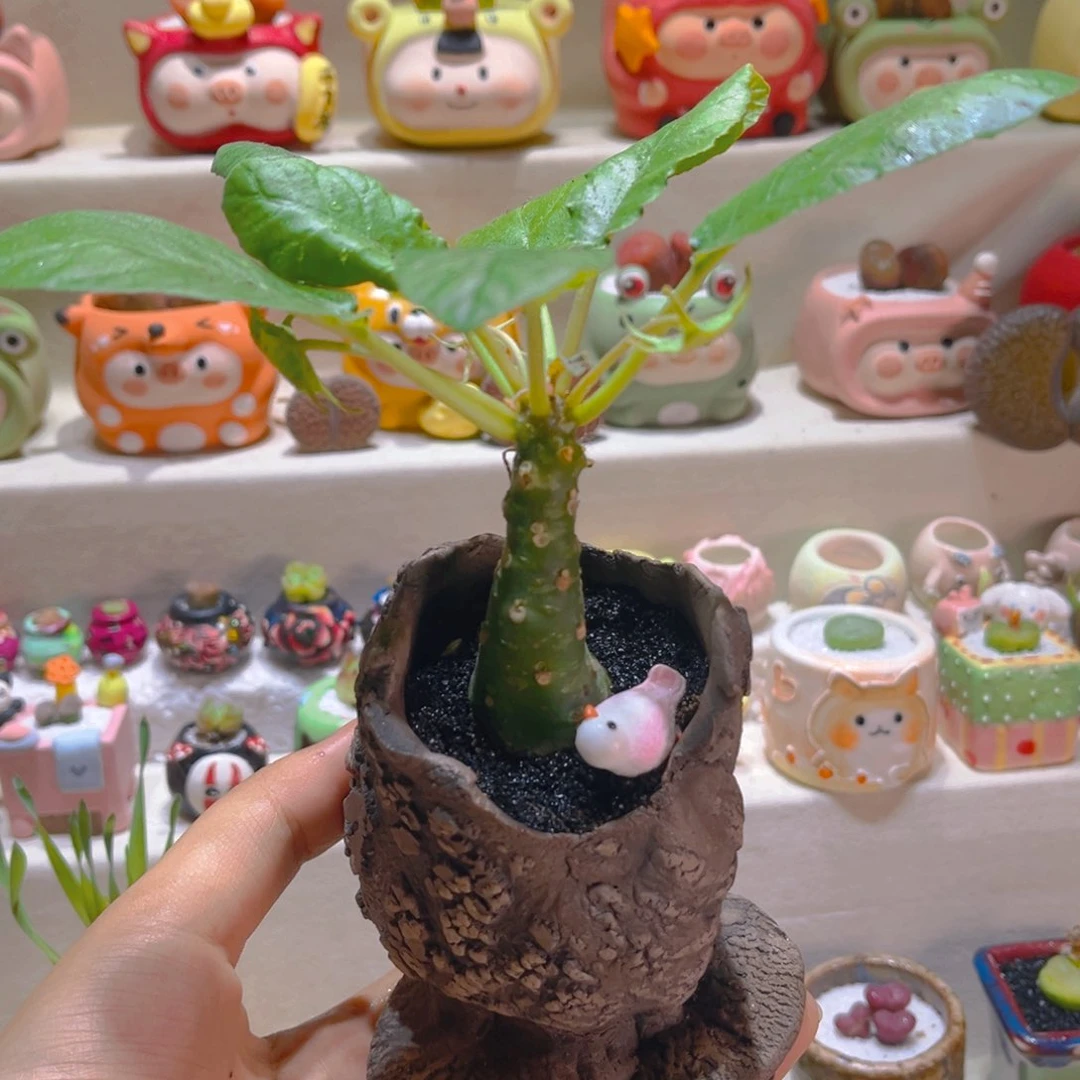 011椰子琉桑带盆带土手工盆ro mo