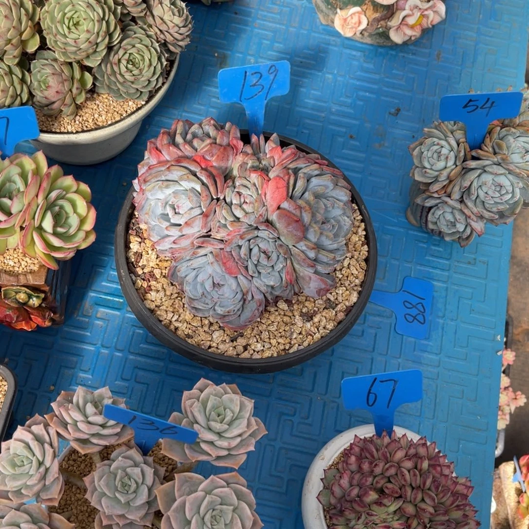 葵*139橙子多肉植物