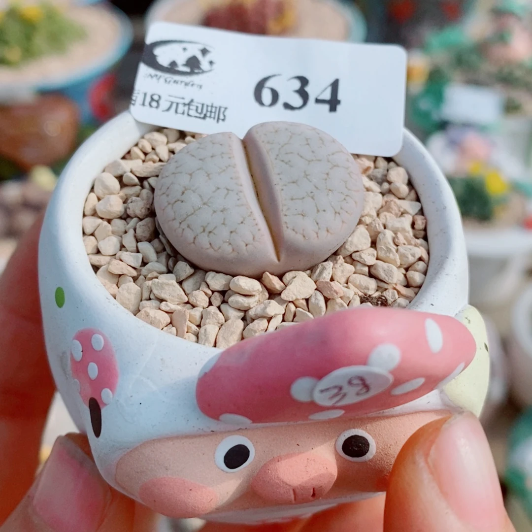 生石花花花花花花花634