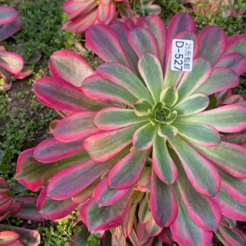 s****x527粉体美杜莎满25包邮多肉