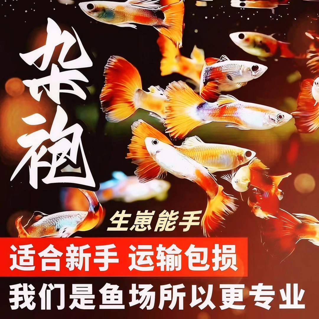 小型孔雀鱼纯种凤尾观赏鱼灯科斑马鱼耐苗活体淡水热带好养易繁殖