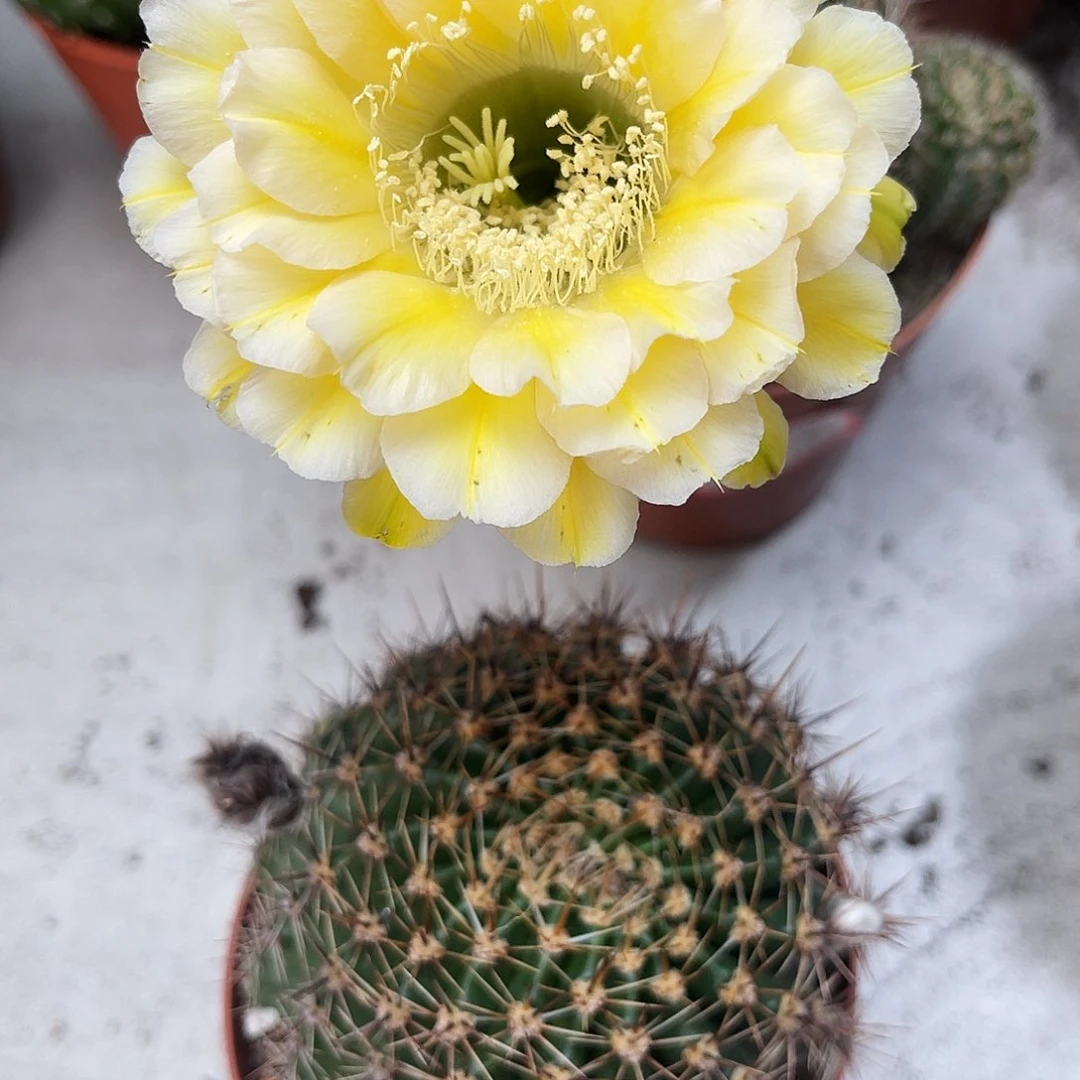 彩草28号黄白8.5公分左右