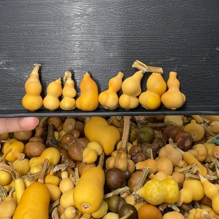 大***楠葫芦葫芦葫芦葫芦