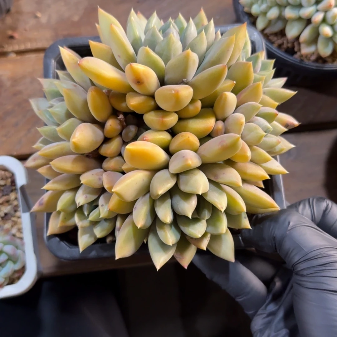 红象牙1111111111111111111