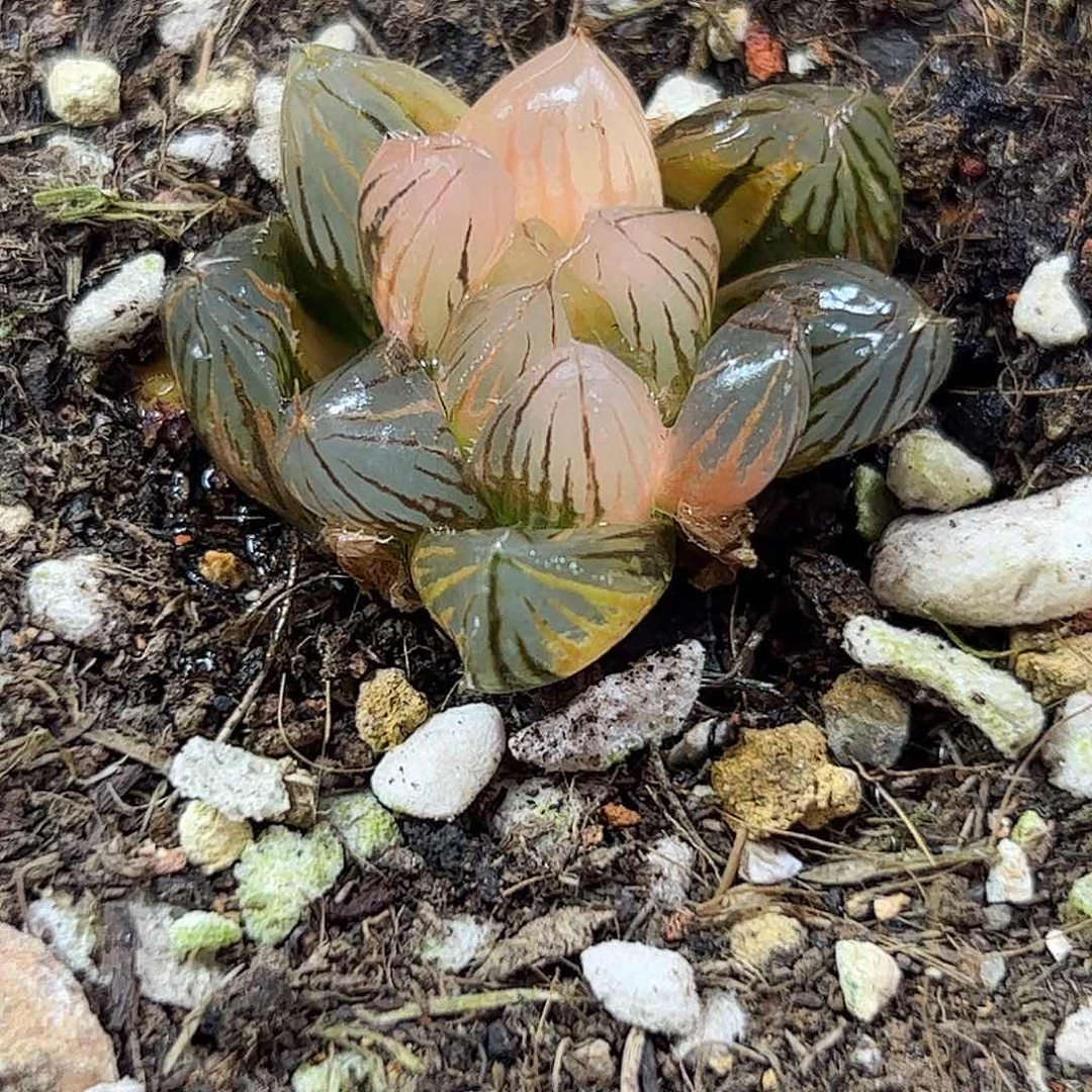 霓虹灯锦十二卷多肉549