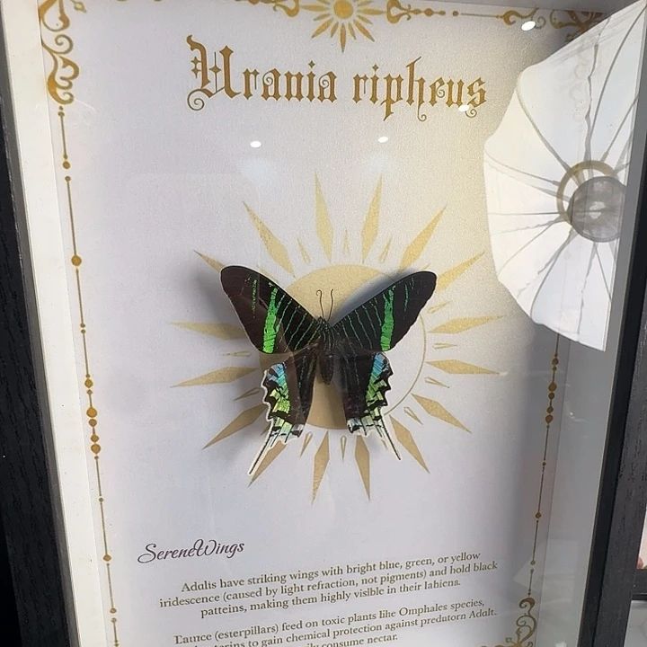 大框月亮娥 蝴蝶蝴蝶蝴蝶