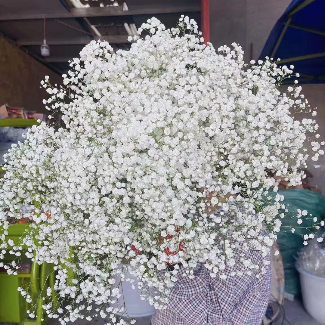 【植迷不误】满天星  居家插花云南鲜花 基地包邮直发