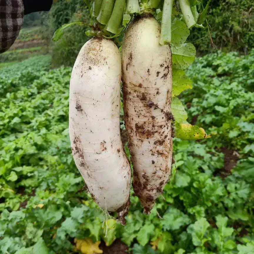 【白萝卜】湘西高山老品种脆皮白萝卜清甜炖汤泡菜凉拌爽口