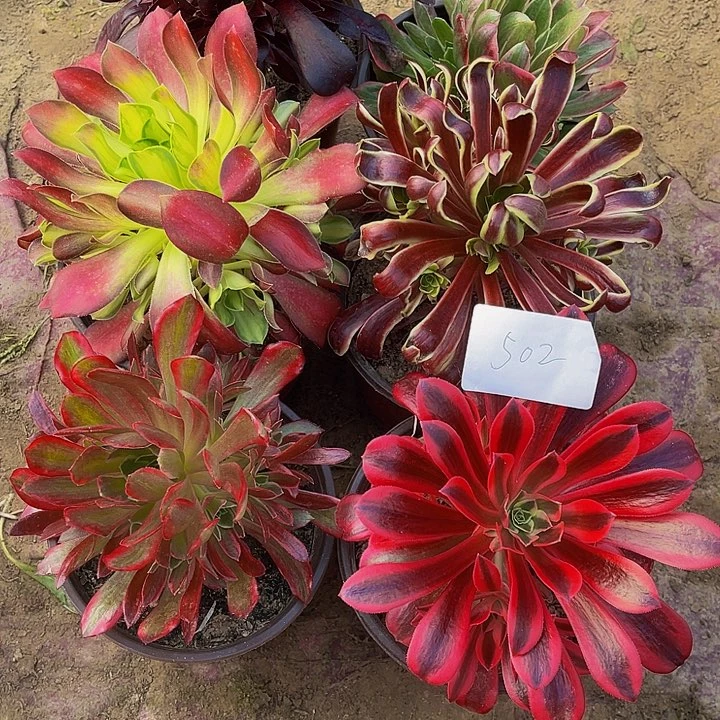 露*法师锦多肉组合502