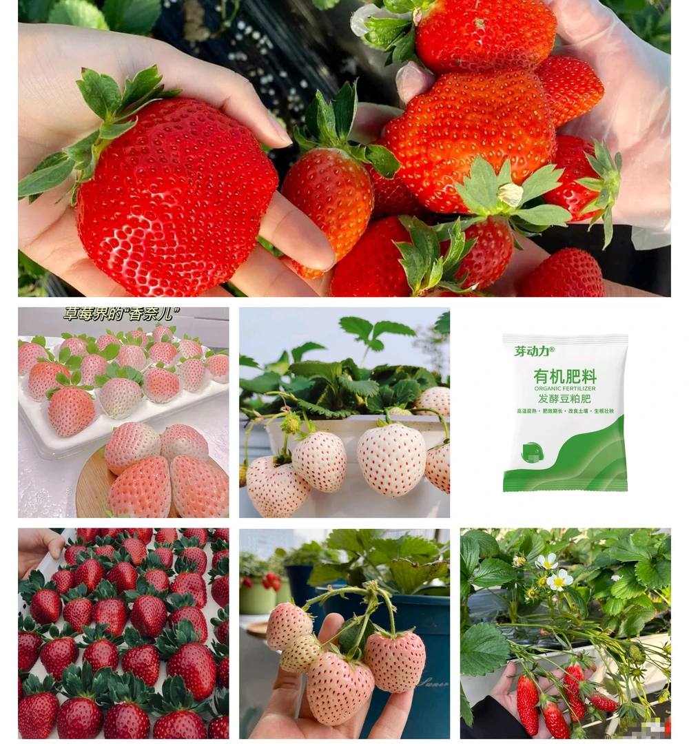 (带育苗盆组合)真红美玲香野粉玉香蕉天使建德白露草莓种苗