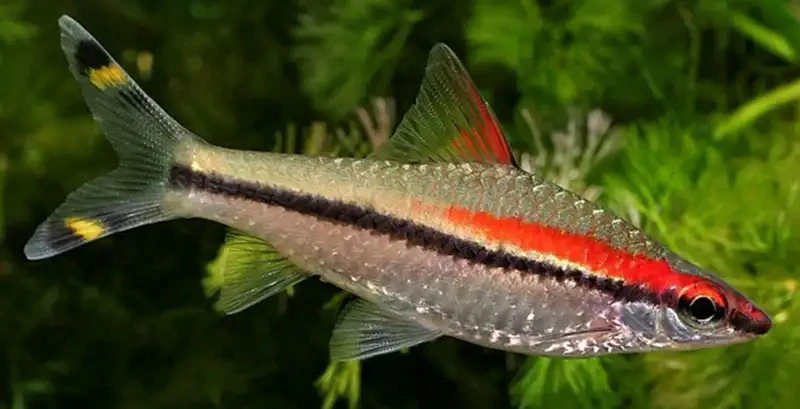 一眉道人南美鱼5条5cm+