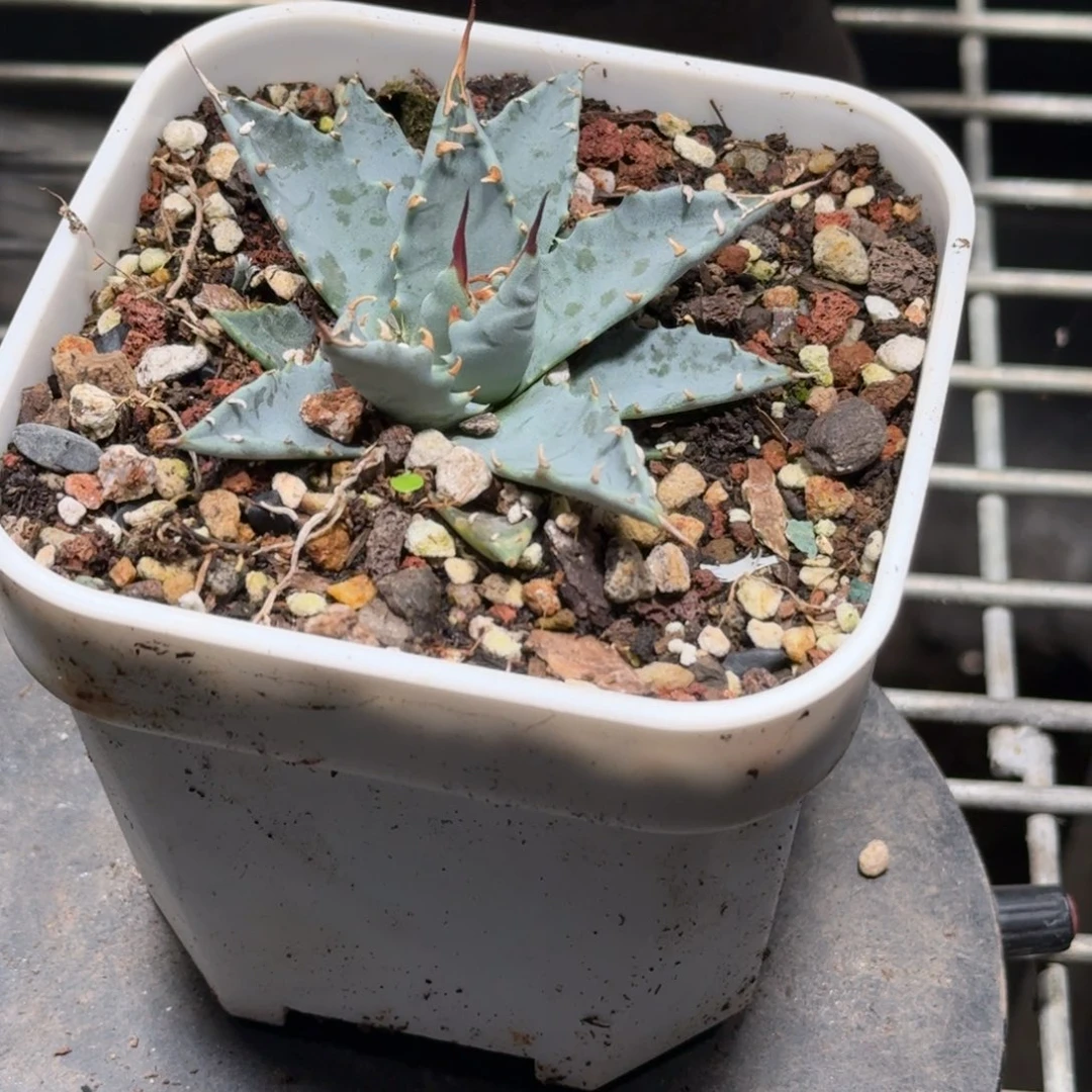 完全开放龙舌兰曲刺3