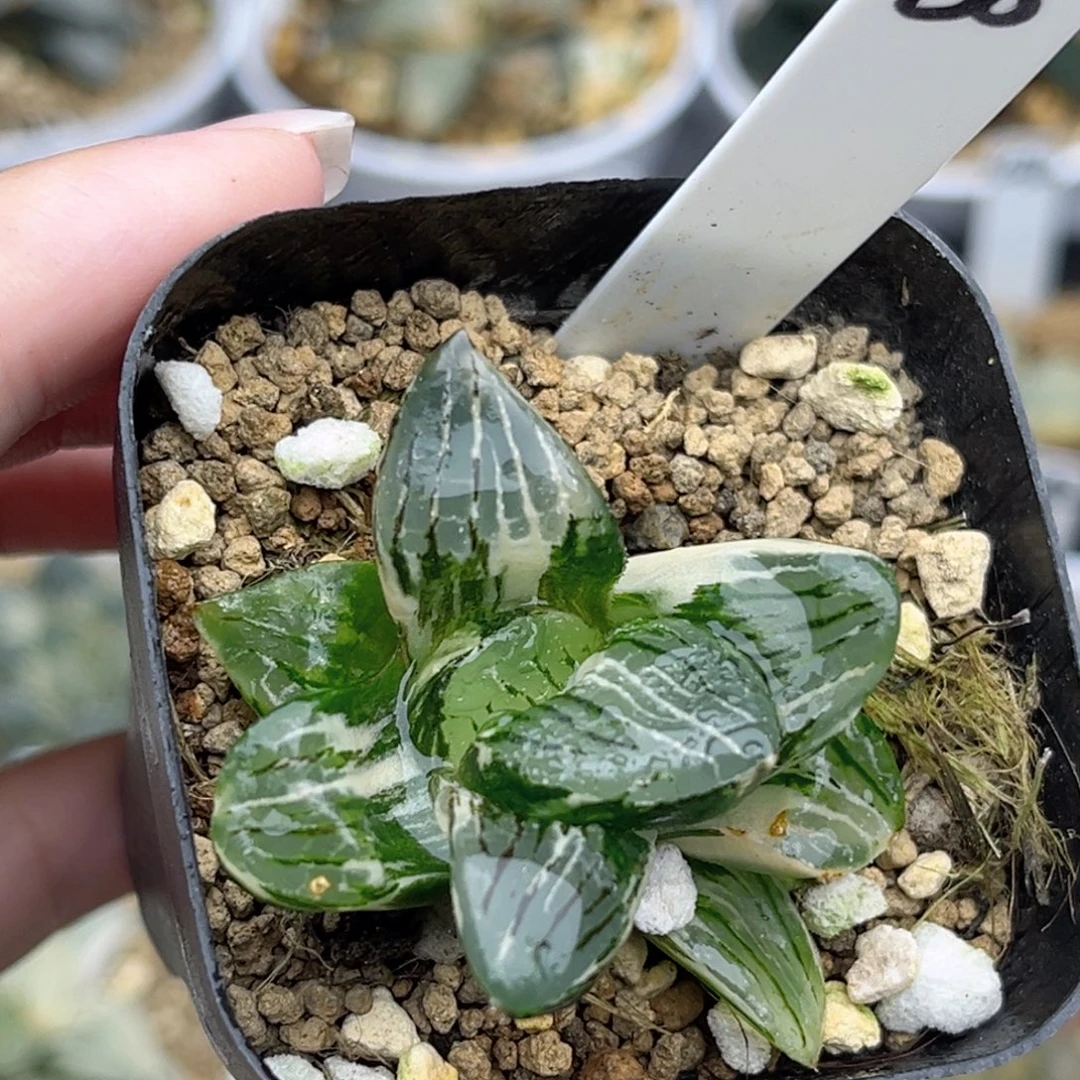 38极上斑日月潭寿锦福利专场