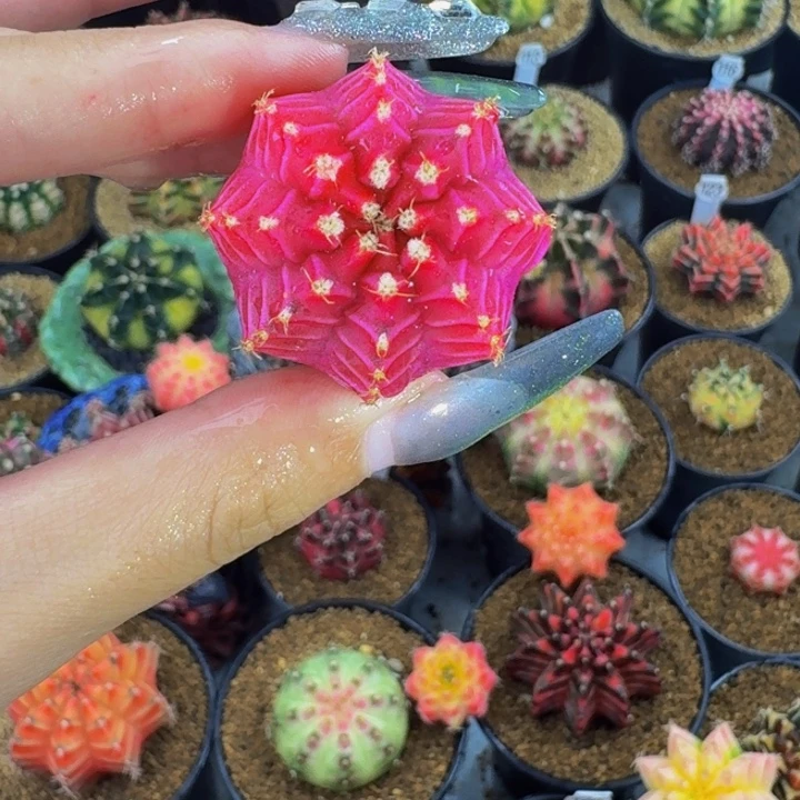 玫瑰紫candy0000000000501