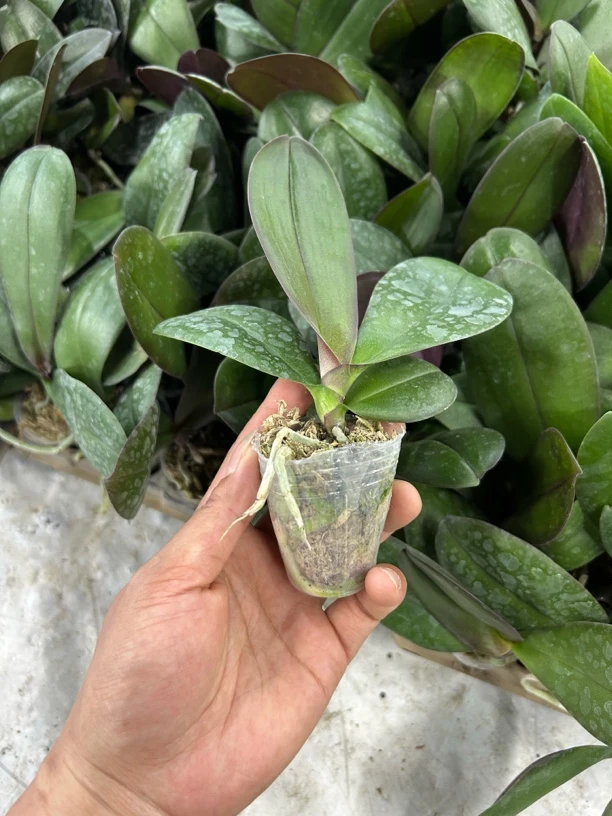 混色）蝴蝶兰2.8-3.0-3.5寸杯瑕疵苗不售后介意勿拍（3颗）